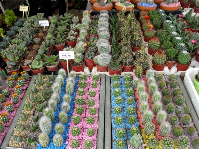 Flora art 2011